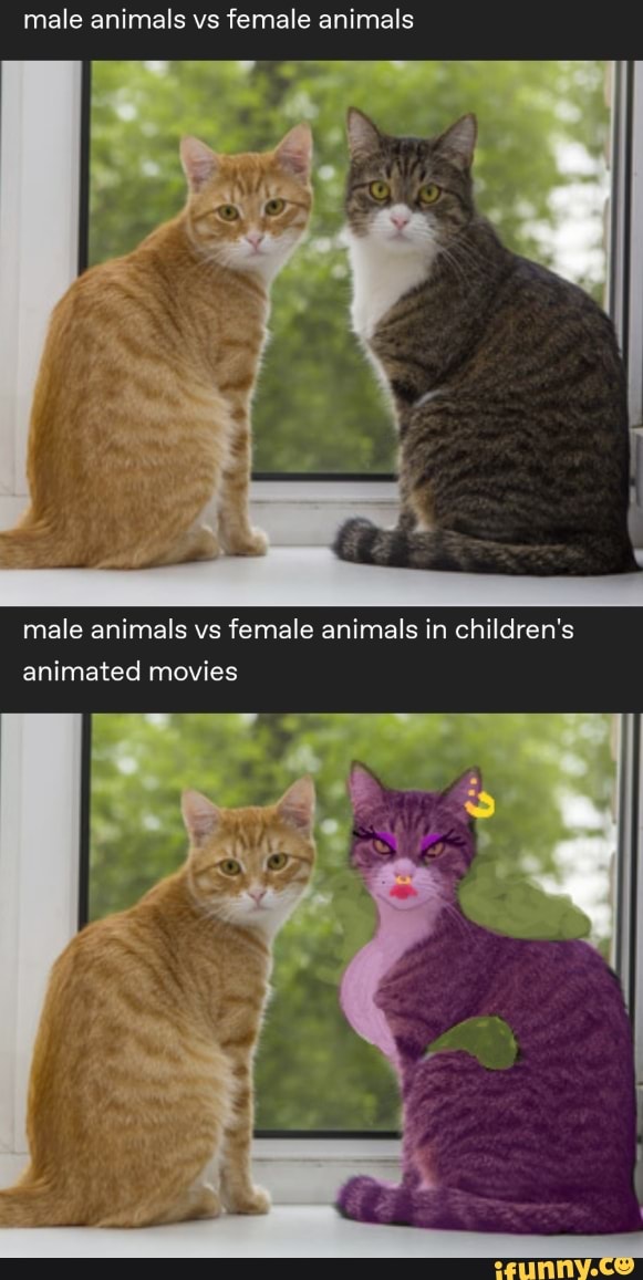Male animals vs female animals male animals vs female animals in children's  animated movies 