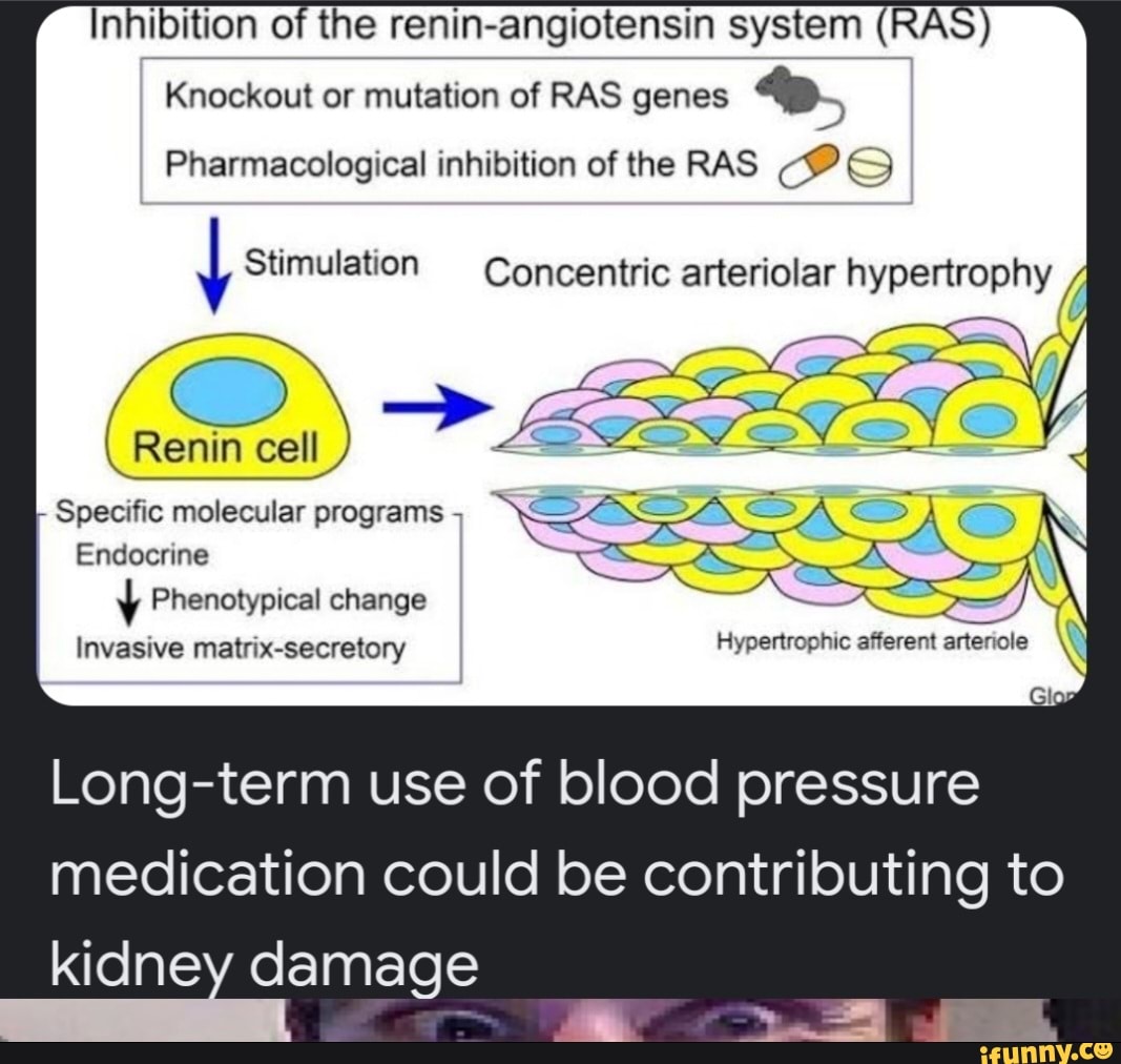Inhibition of the reninangiotensin system (RA Knockout or mutation of