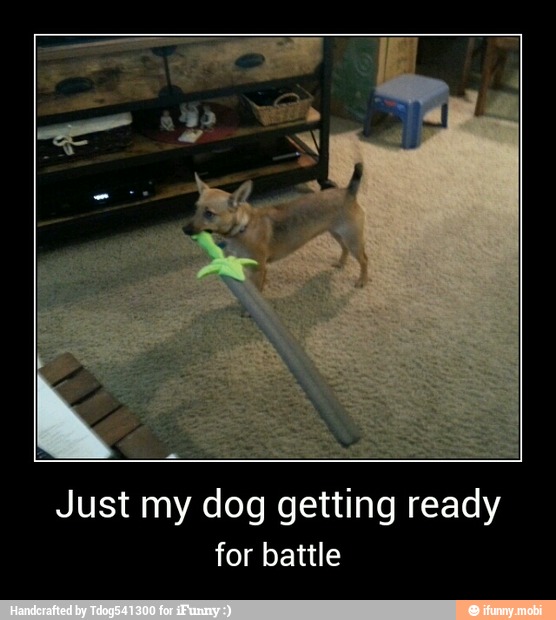 Just My Dog Getting Ready For Battle Just My Dog Getting Ready For Battle