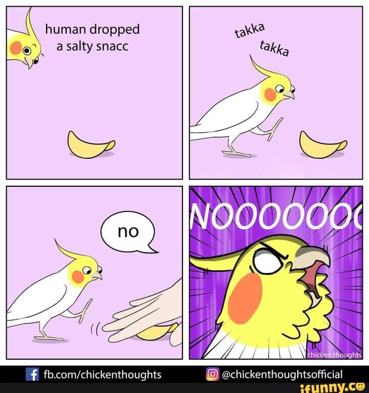 Cockatiel memes. Best Collection of funny Cockatiel pictures on iFunny