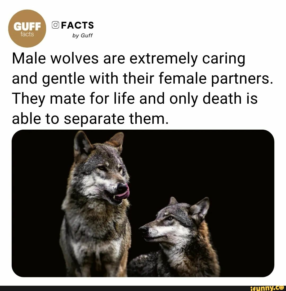 Guff Facts By Guff Male Wolves Are Extremely Caring And Gentle With Their Female Partners They 