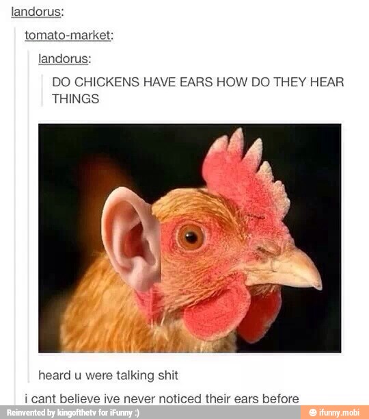 landorus:
tomato-market:
landorus:
DO CHICKENS HAVE EARS HOW DO THEY HEAR
THINGS
heard u were talking shit
icant believe ive never noticed their ears before
