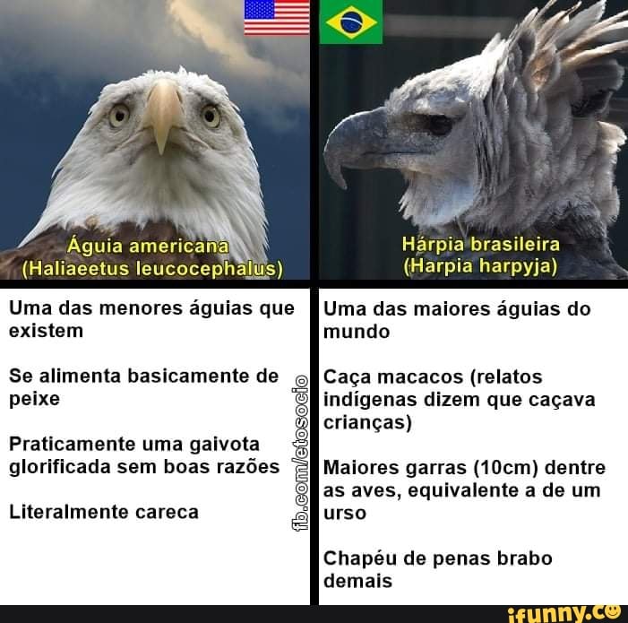 Hárpia'brasilei
Águia americ.
(Haliaeetus leucocephalus)
(Harpia harpyja)
(Haliaeetus leucocephalus)
Uma das maiores águias do mundo
Uma das menores águias que existem
Caça macacos (relatos indígenas dizem que caçava crianças)
Se alimenta basicamente de peixe
Praticamente uma gaivota
glorificada sem boas razões Maiores garras (10cm) dentre
as aves, equivalente a de um urso
Literalmente careca
Chapéu de penas brabo demais