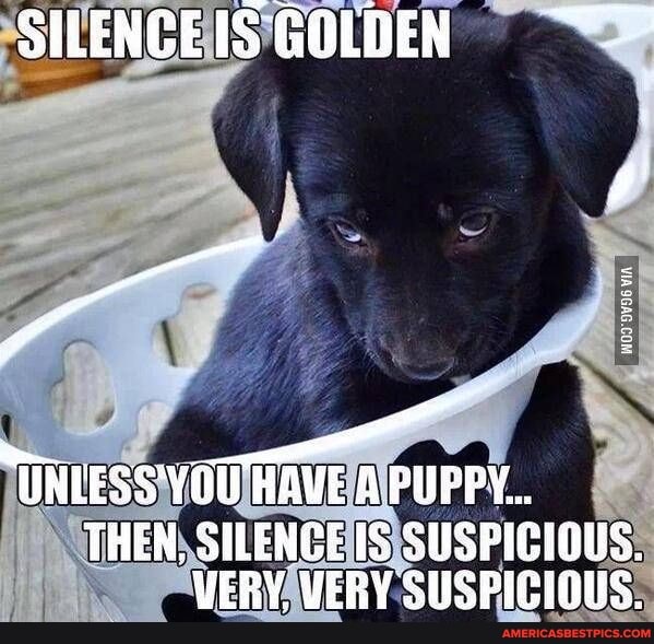 SILENGEISGOLDEN
"ines pure'.
THEN, SILENCE IS SUSPICIOUS.
VERY, VERY SUSPICIOUS.