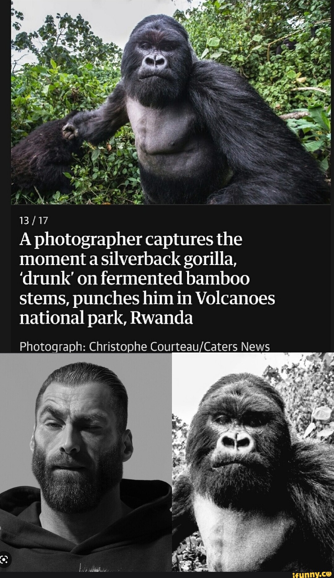 A photographer captures the moment a silverback gorilla, 'drunk' on