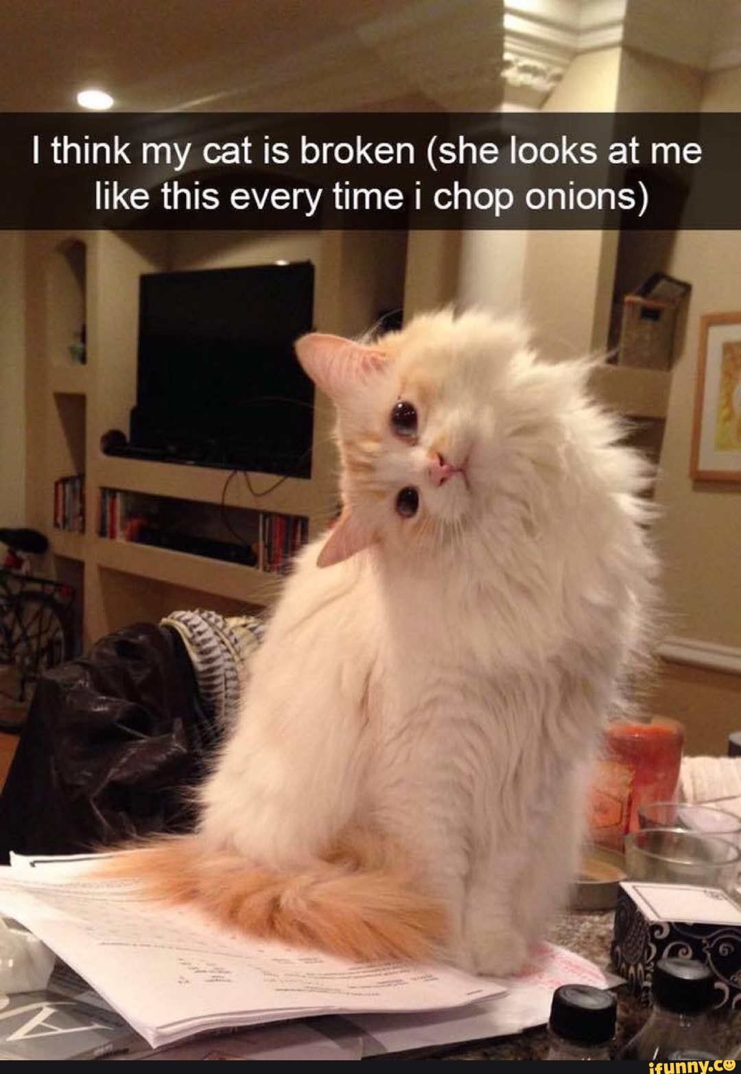 Ese I think my cat is broken (she looks at me like this every time i