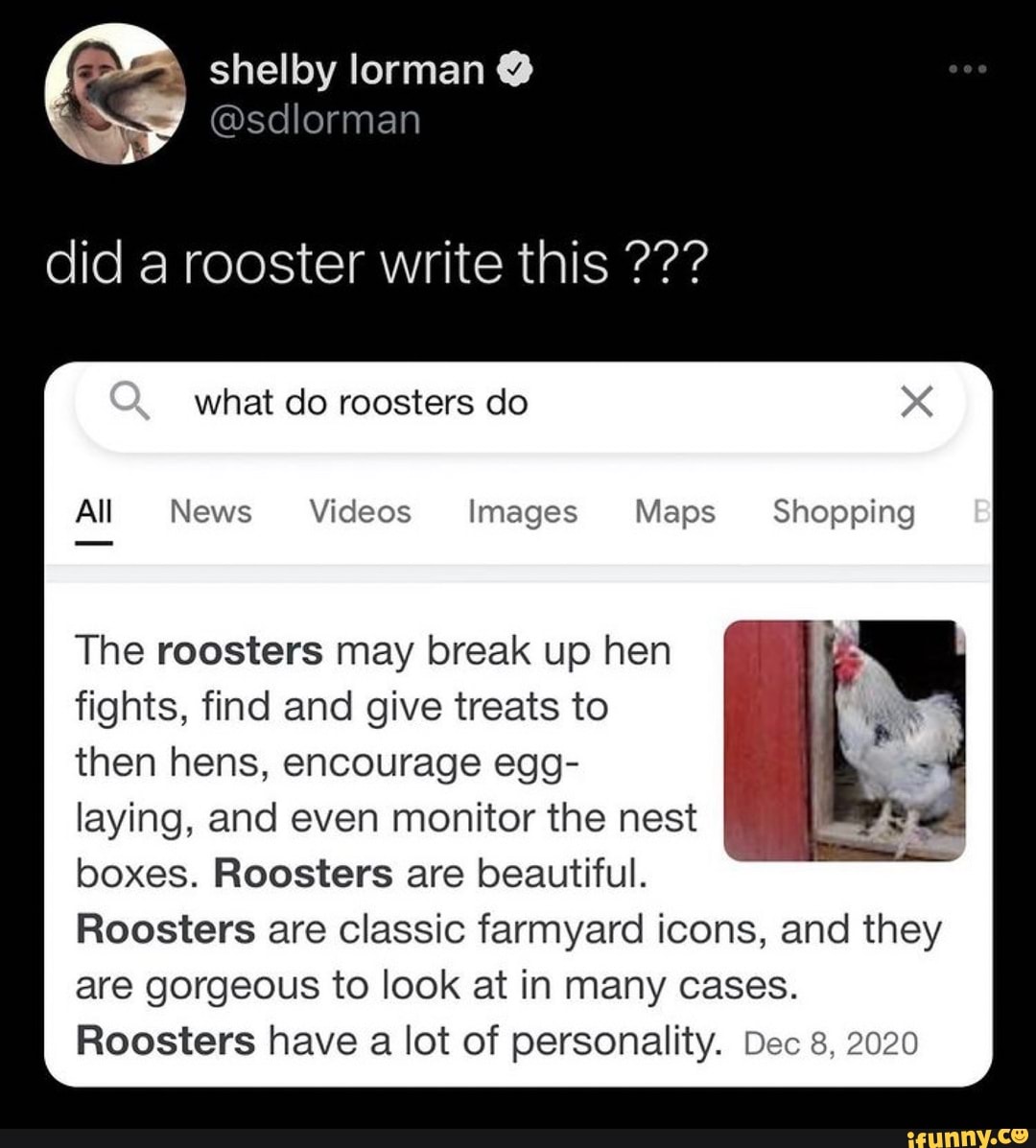 shelby lorman
did a rooster write this
what do roosters do
All News Videos Images Maps Shopping
The roosters may break up hen
fights, find and give treats to
then hens, encourage egg-
laying, and even monitor the nest
boxes. Roosters are beautiful.
Roosters are classic farmyard icons, and they are gorgeous to look at in many cases.
Roosters have a lot of personality. Dec 8, 2020