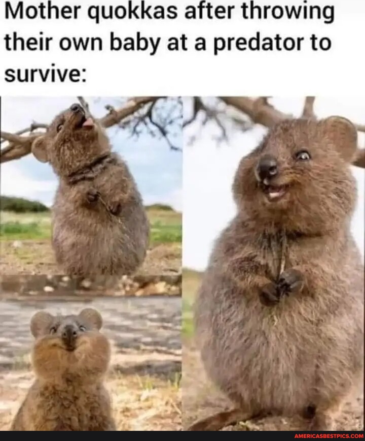 Mother quokkas after throwing their own baby at a predator to survive