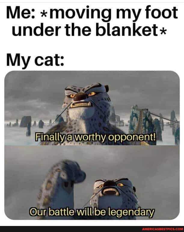 Me: "moving my foot under the blanket "
My cat:
Wee aGinallyfajworthy opponent!
Our, battle will be legendany,