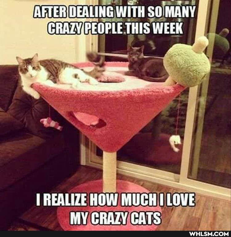AFTER) NEAUNG WITH SO MANY PEQPLE THIS WEEK
REALIZE HOW MUCH LOWE MY GRAZY CATS: