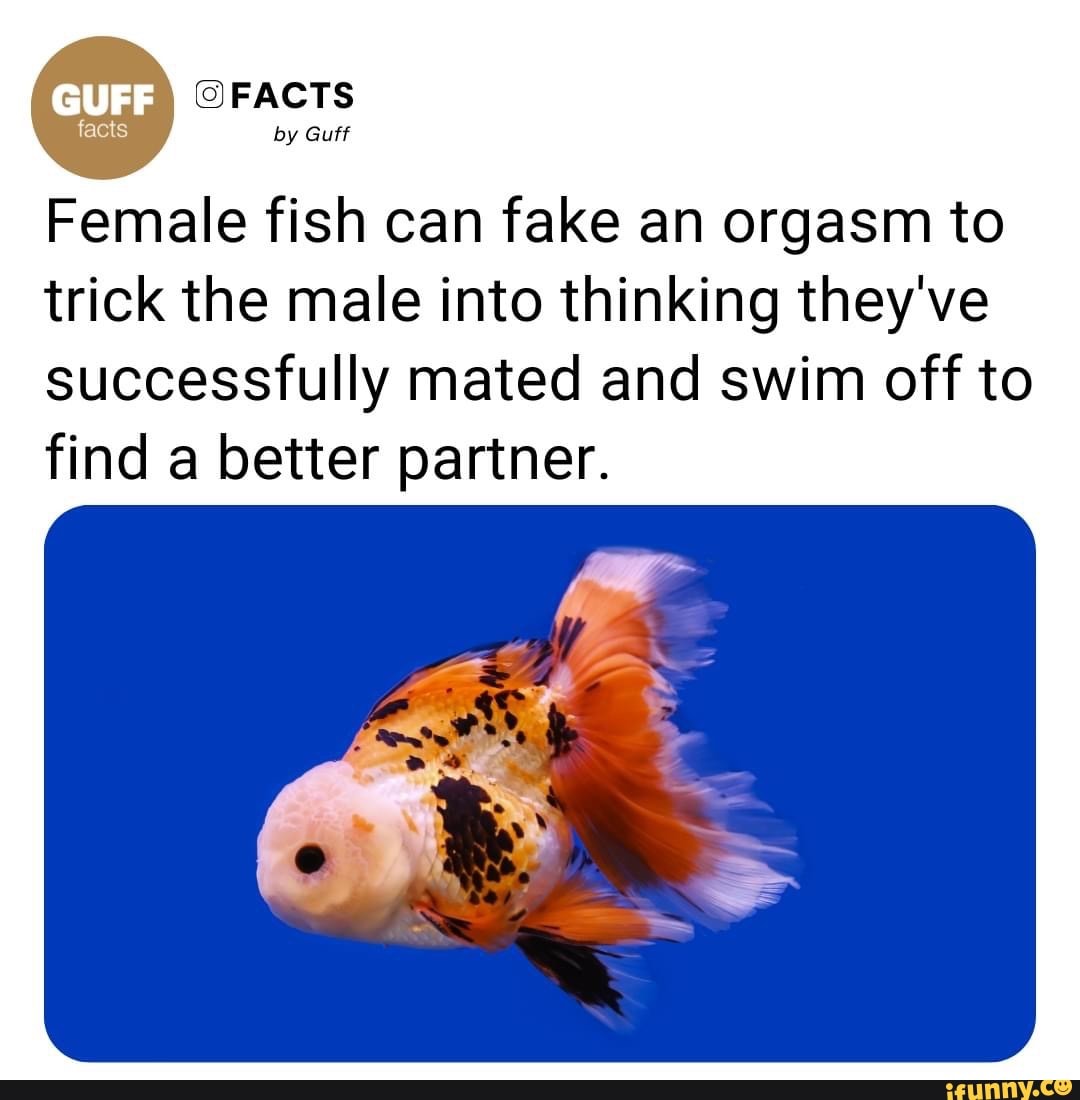 FACTS facts by Guff Female fish can fake an orgasm to trick the