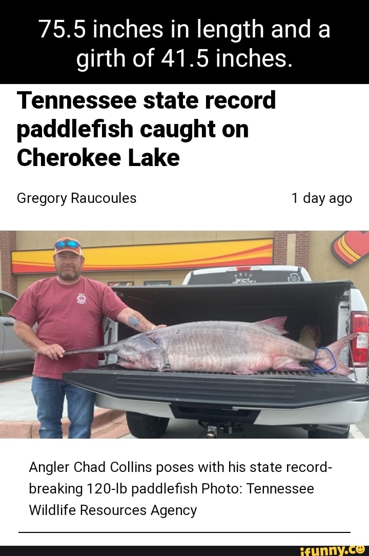 75.5 inches in length and a girth of 41.5 inches. Tennessee state
