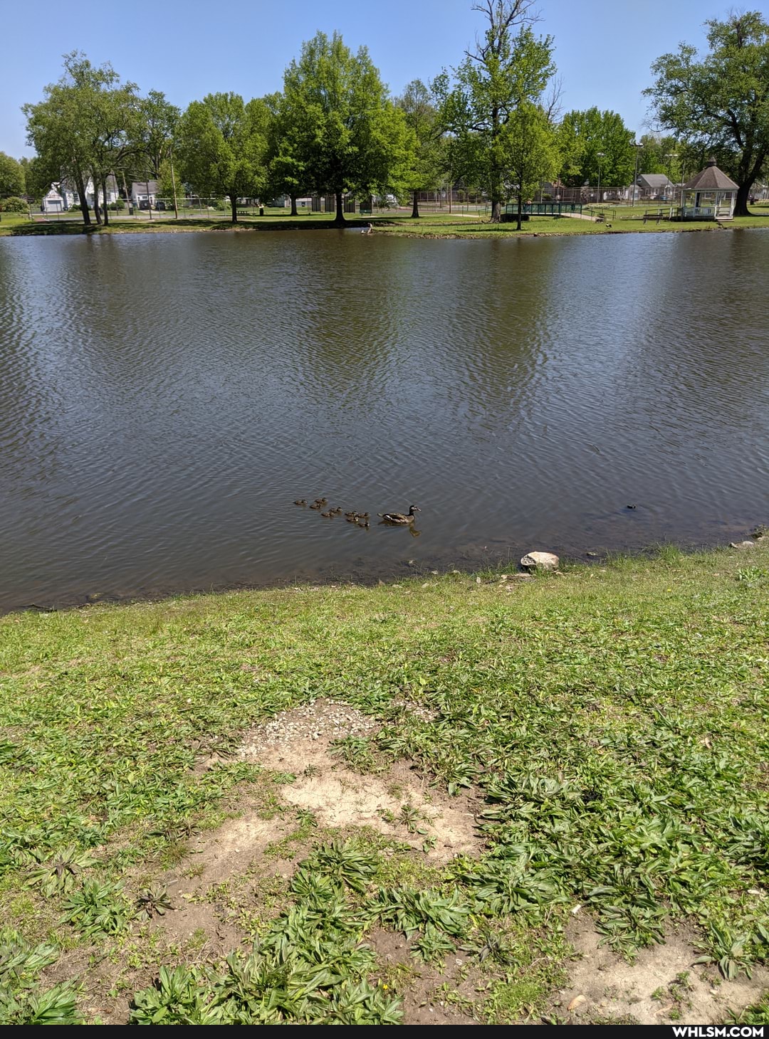 baby_animals, duck