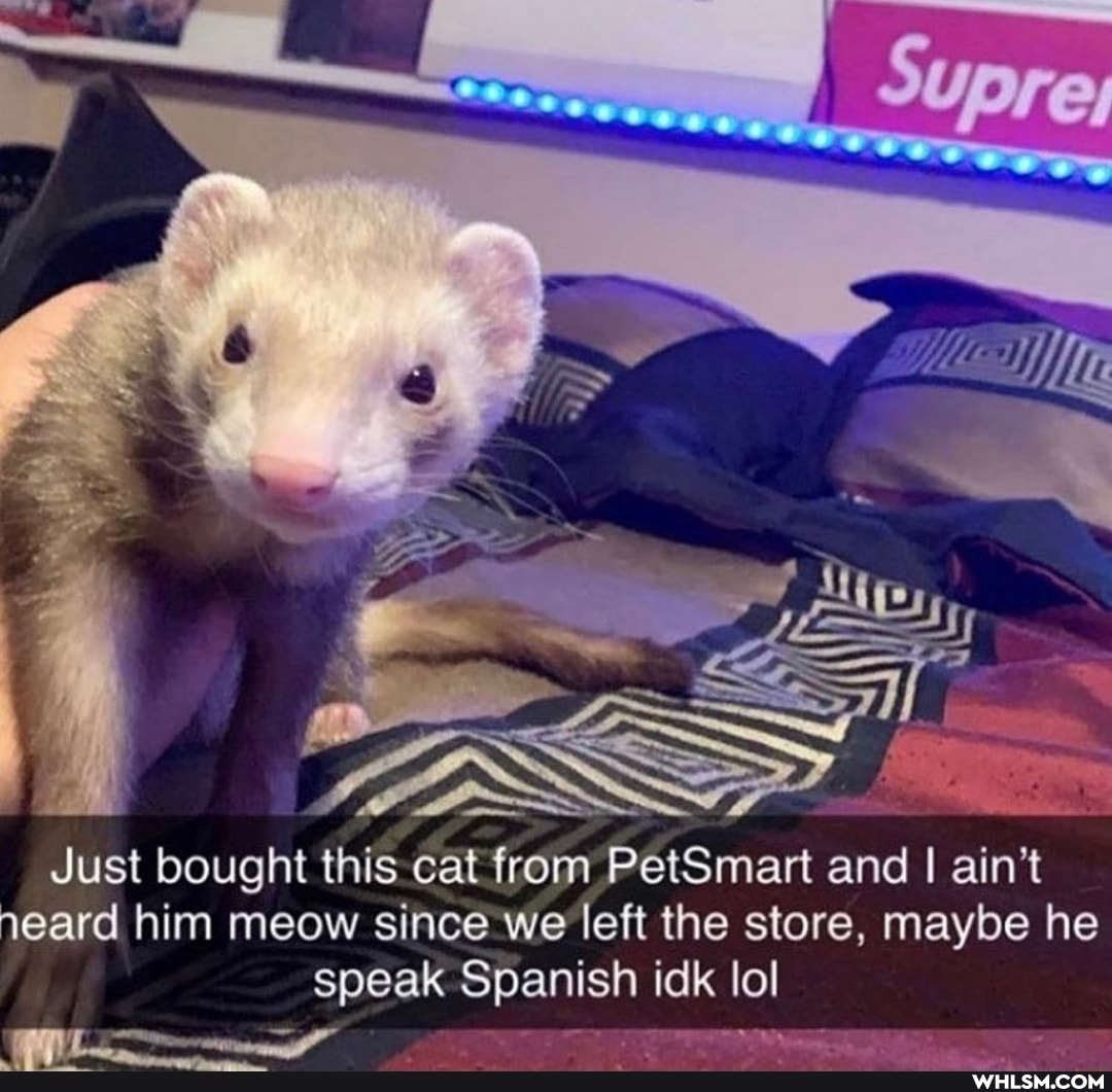 SSS
Just bought this cat from PetSmart and I ain't neard him meow since we left the store, maybe he speak Spanish idk lol