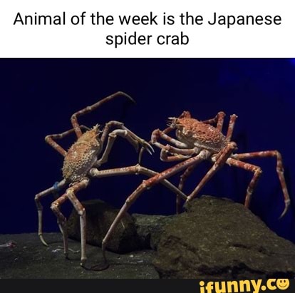 Animal of the week is the Japanese spider crab - iFunny