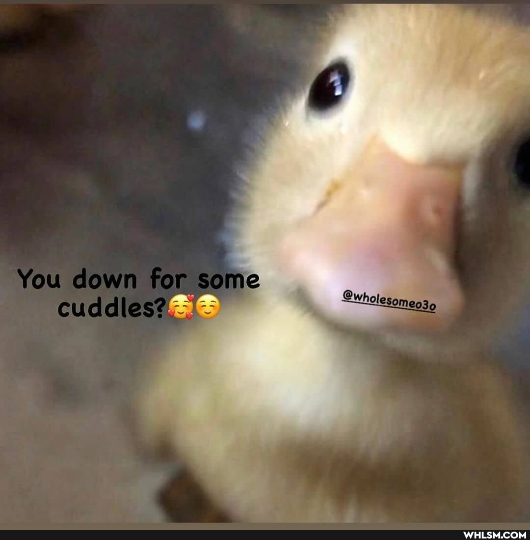 (4
You down for some cuddles?