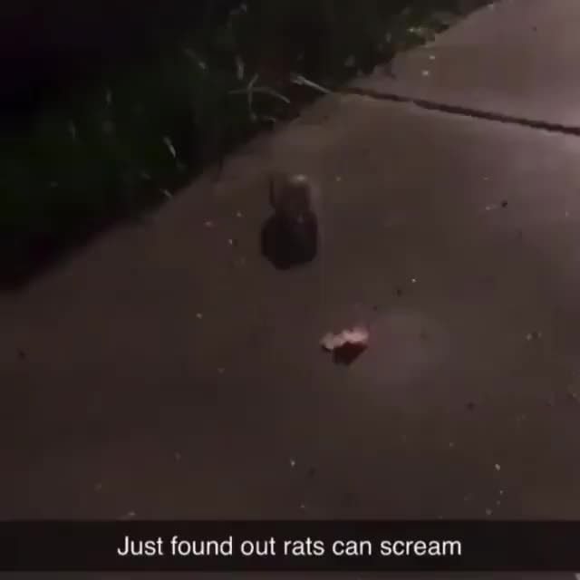 Just found out rats can scream )