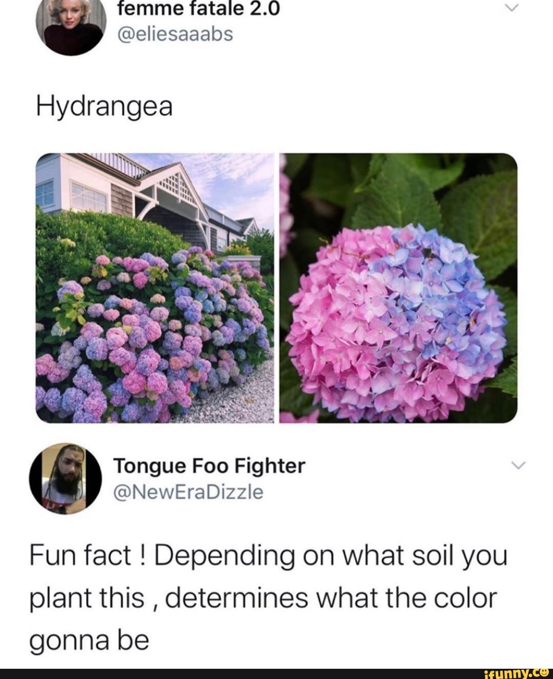 femme Tfatale 2.0
@eliesaaabs
Hydrangea
Fun fact Depending on what soil you
plant this
determines what the color
gonna be