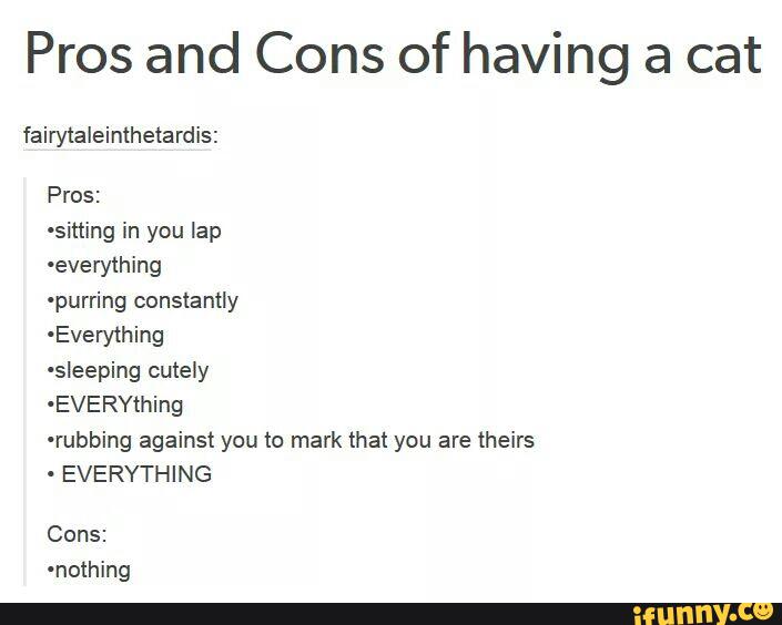 Pros And Cons Of Having A Cat Pros Sitting In You Lap Everything Purring Constantly Evemhing Sleeping Cutely Everything Rubbing Against You To Mark That You Are Theirs Everything Cons Nothing