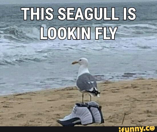 THIS SEAGULL IS LOOKIN FLY