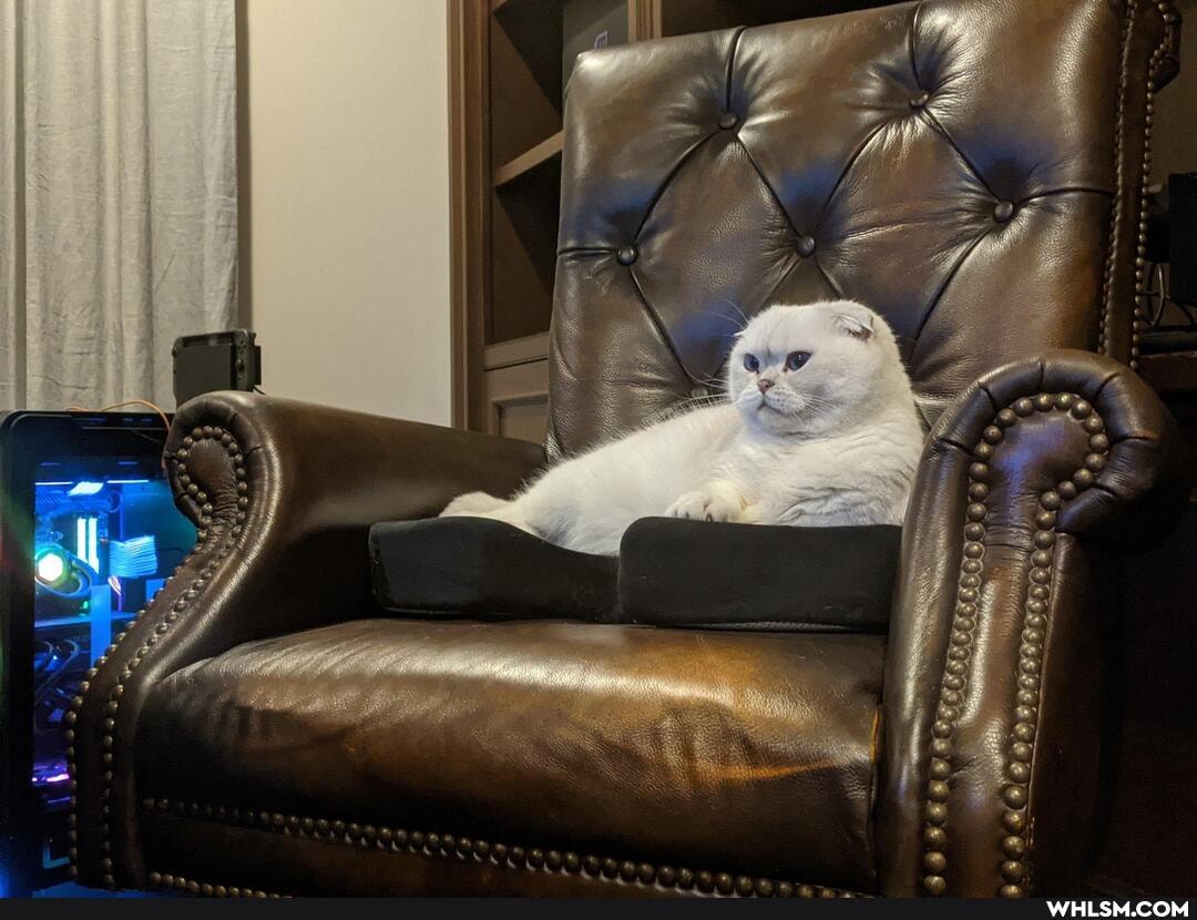 cat, adorable