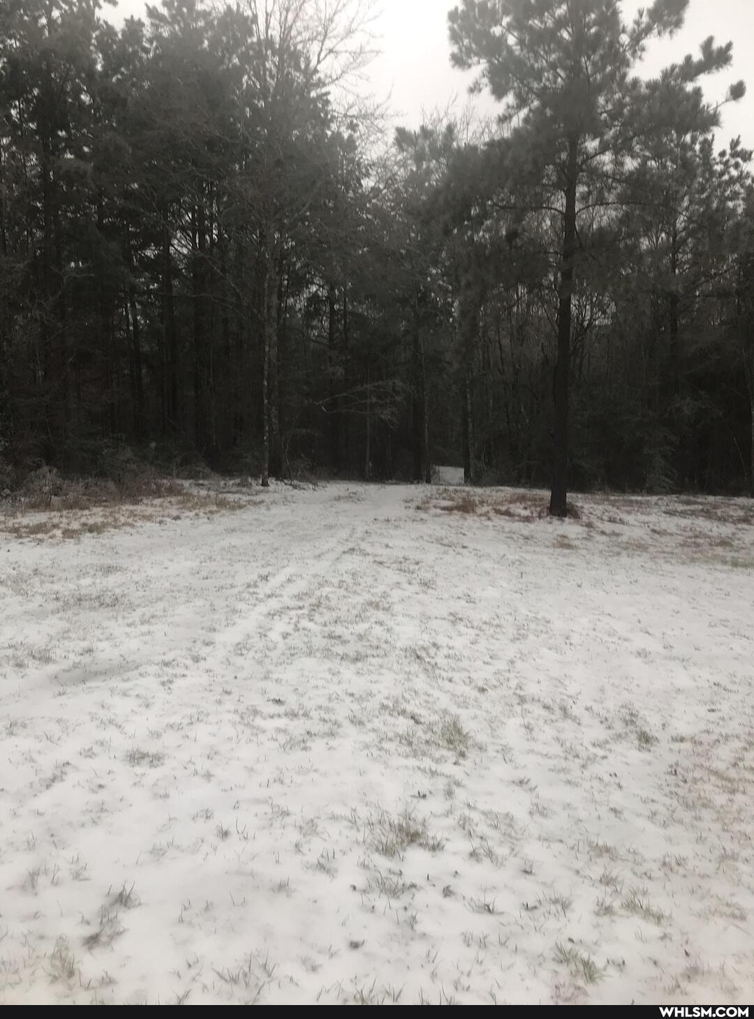 snow, nature, dog