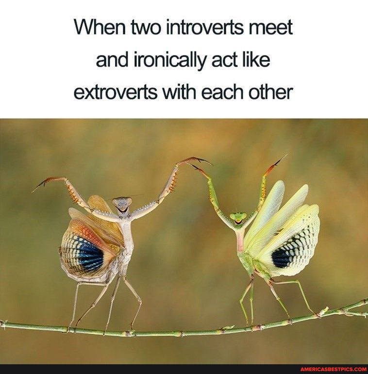 When two introverts meet and ironically act like extroverts with each other