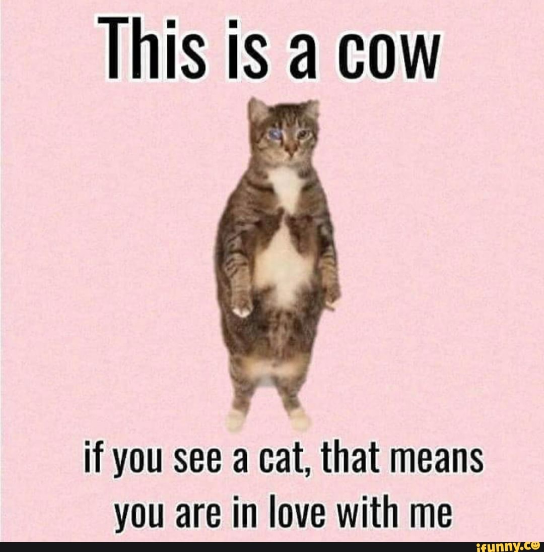 this-is-cow-if-you-see-a-cat-that-means-you-are-in-love-with-me-ifunny