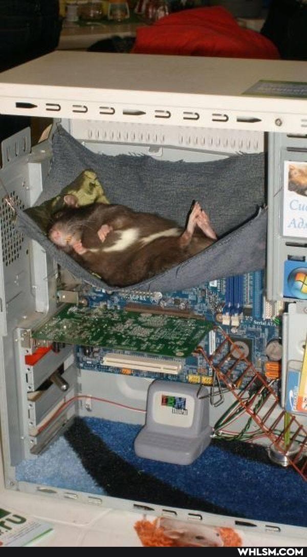 pets, pc_master_race, mouse