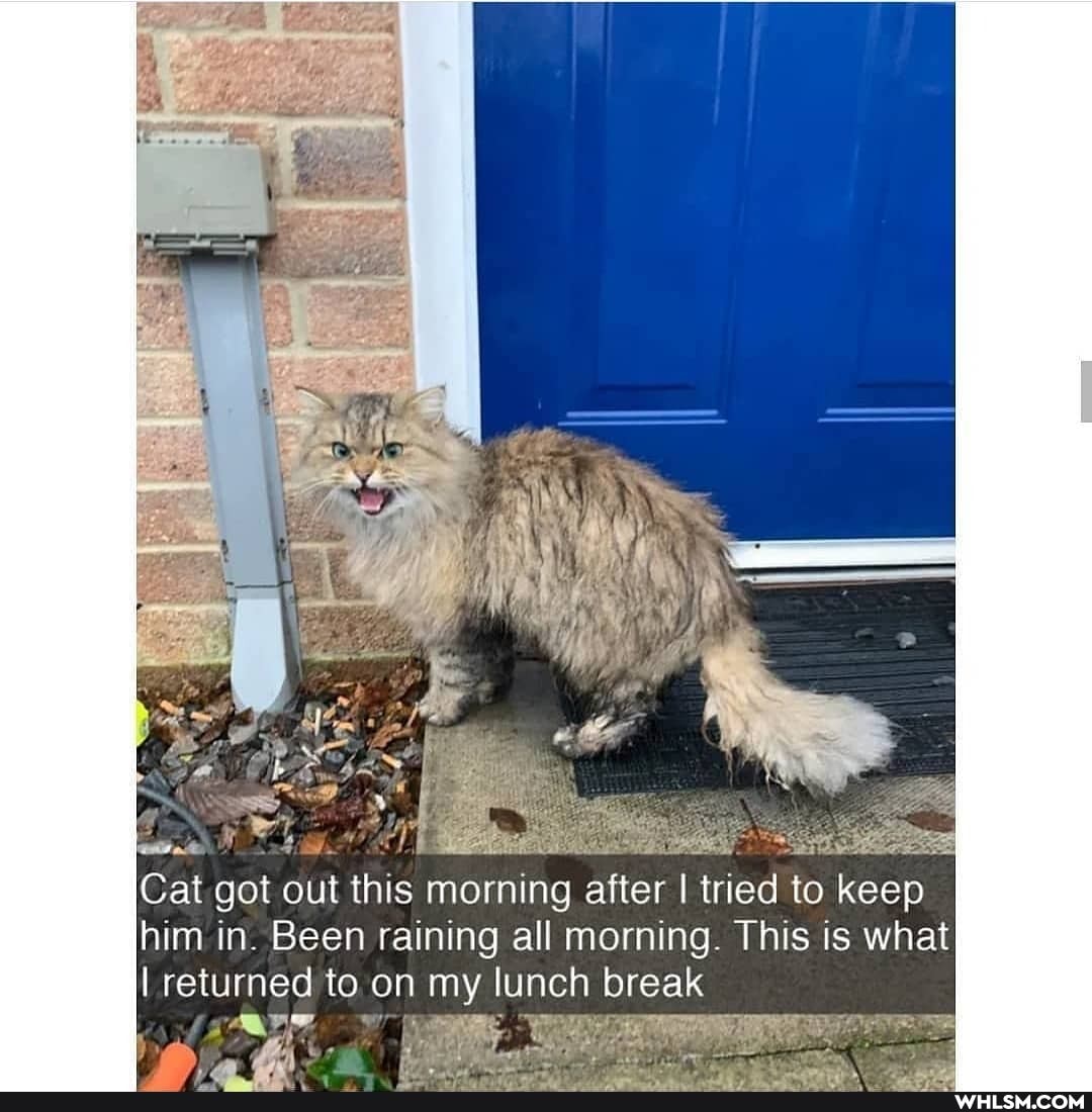 Cat got out this morning after I tried to keep him in. Been raining all morning. This is what
I returned to on my lunch break