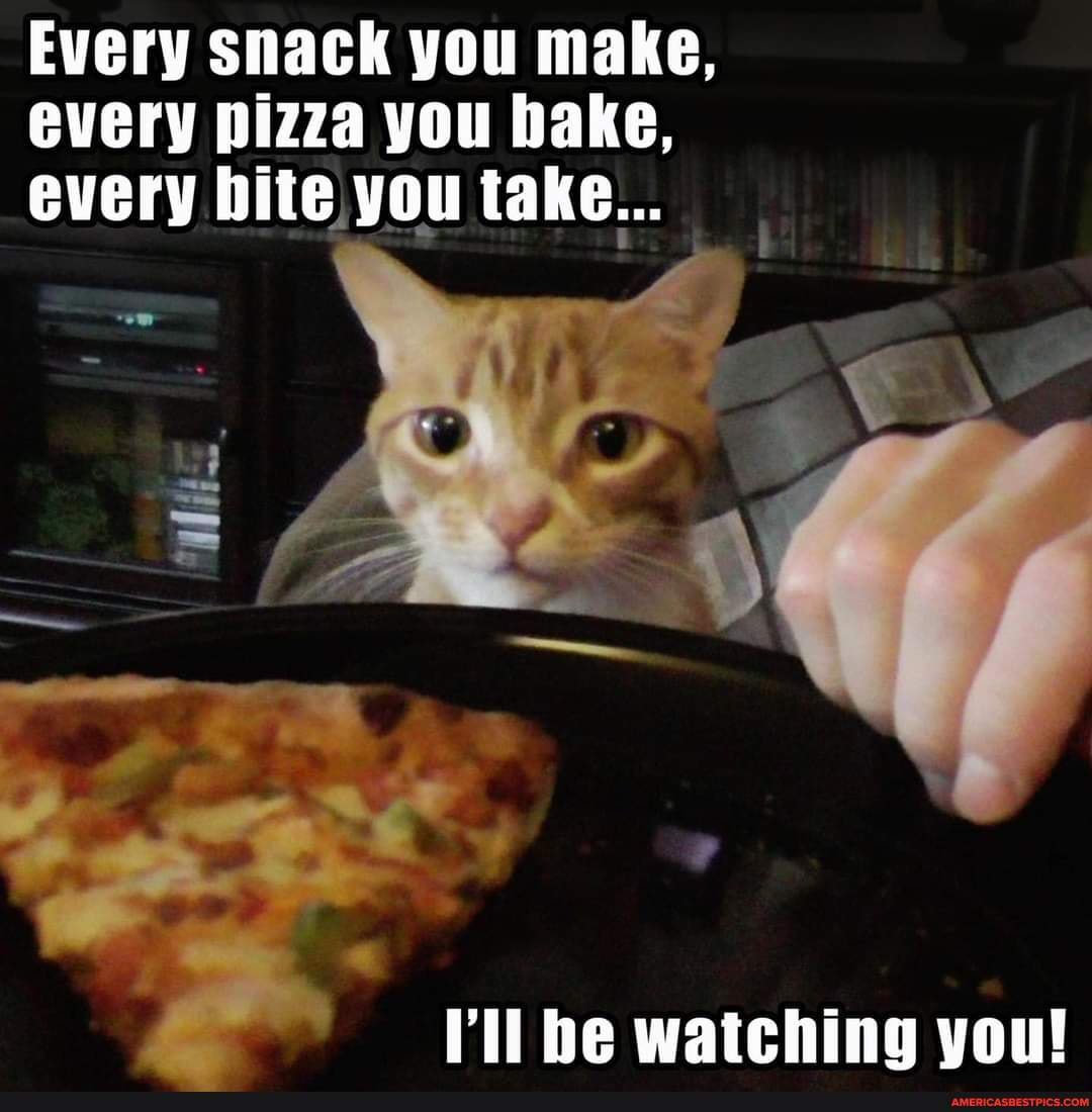 Кошка просит еду. Голодный кот. Кот просит еды. Коты выпрашивают еду. Кот требует еду.