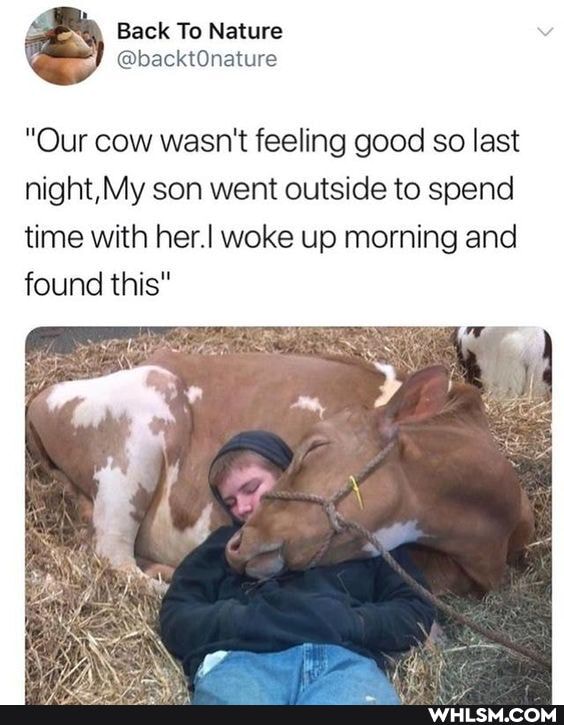 Back To Nature
"Our cow wasn't feeling good so last night, My son went outside to spend time with her.I woke up morning and found this"