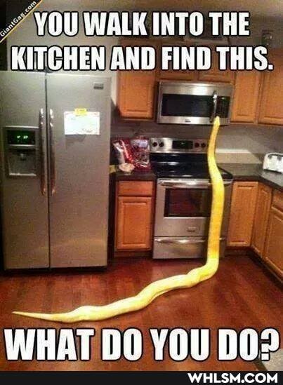 YOU WALK INTO THE KITCHEN AND FIND THIS.
WHAT Na