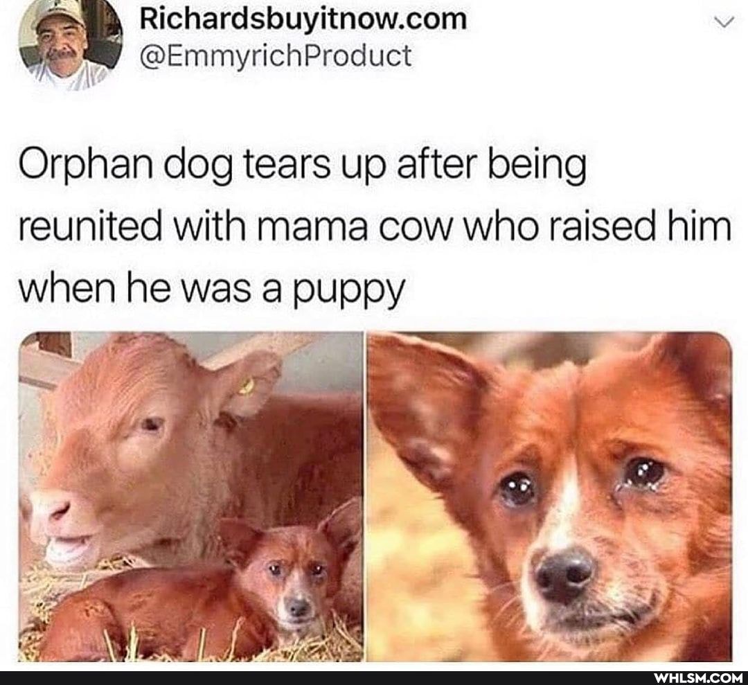 Orphan dog tears up after being reunited with mama cow who raised him when he was a Puppy