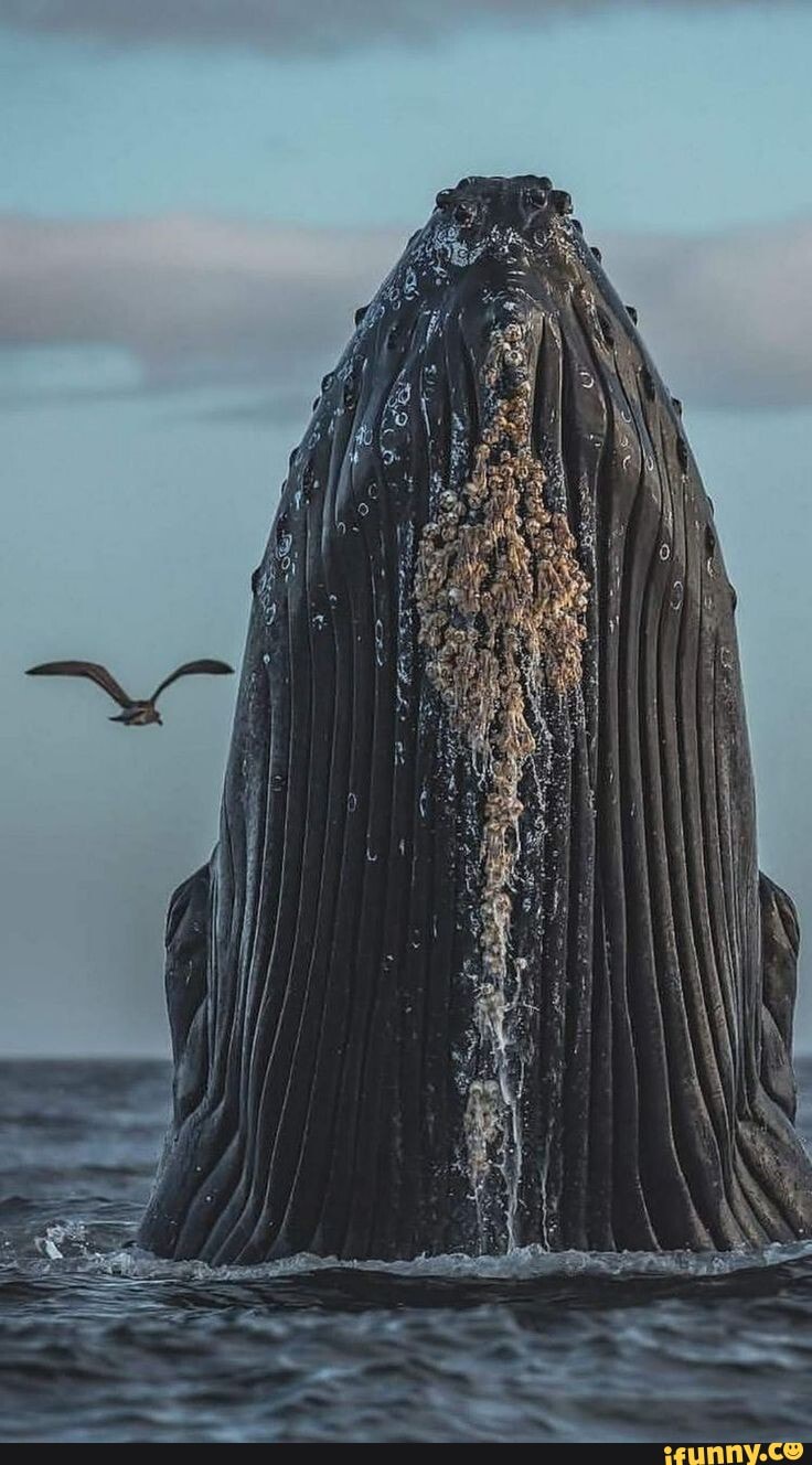 animals, wildlife, whale, perfect_timing, sea