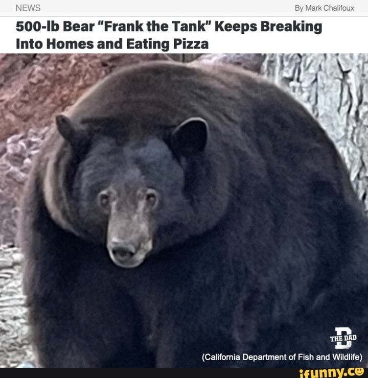 500-Ib Bear 