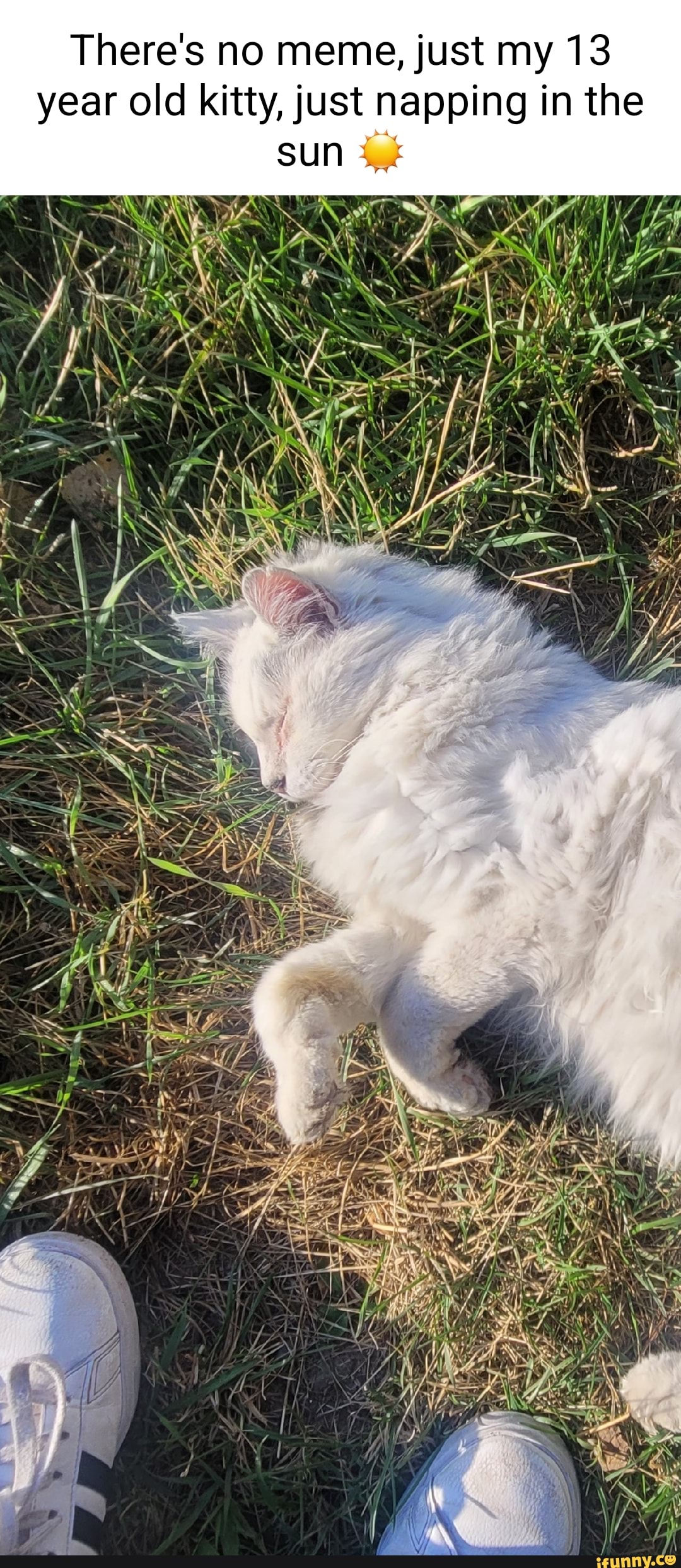 There's no meme, just my 13 year old kitty, just napping in the sun