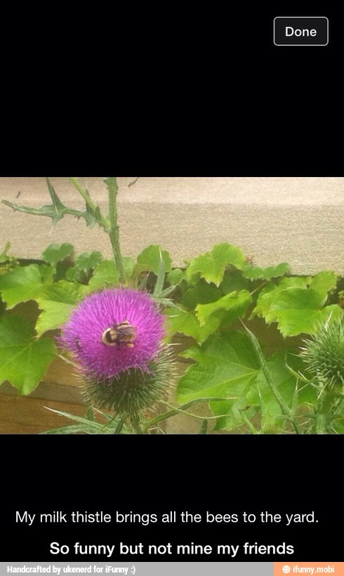 My milk thistle brings all the bees to the yard.
So funny but not mine my friends - So funny but not mine my friends