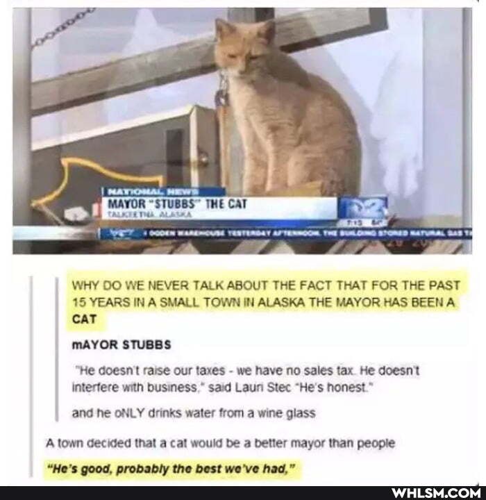 WHY WE NEVER TALK ABOUT THE FACT THAT FOR THE PAST
15 YEARS IN A SMALL TOWN IN ALASKA THE MAYOR HAS BEEN A CAT
mAYOR STUBBS
"He doesn't raise our taxes - we have no sales tax. He doesn't intertere with business." said Laun Stec "He's honest."
and Ne ONLY drinks water from a wine glass
A town decided that a cat would be a better mayor than people anad arahabh: the bast we've had