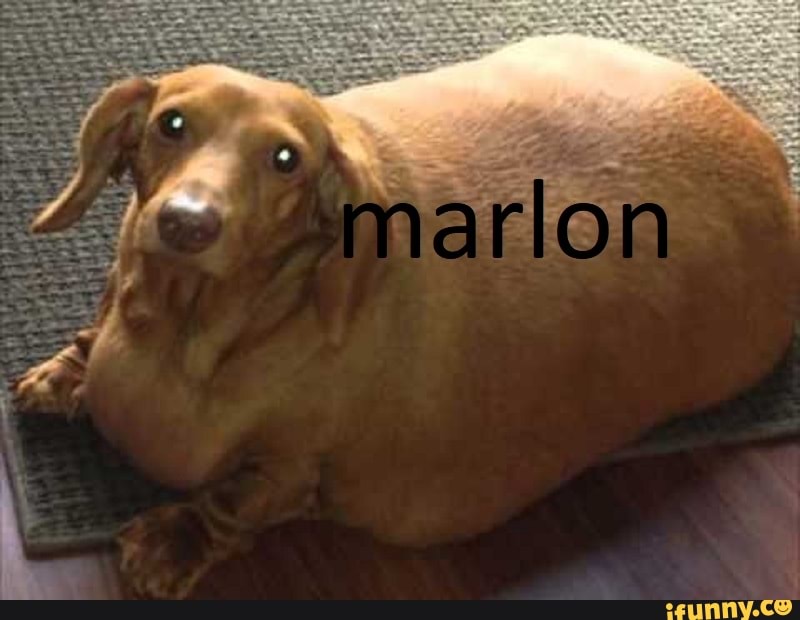 dank, shitpost, shitpostbr, animais, nonsense, mene