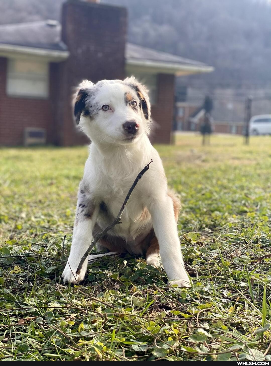 dog, good_boy, aussie, prettyboyswag