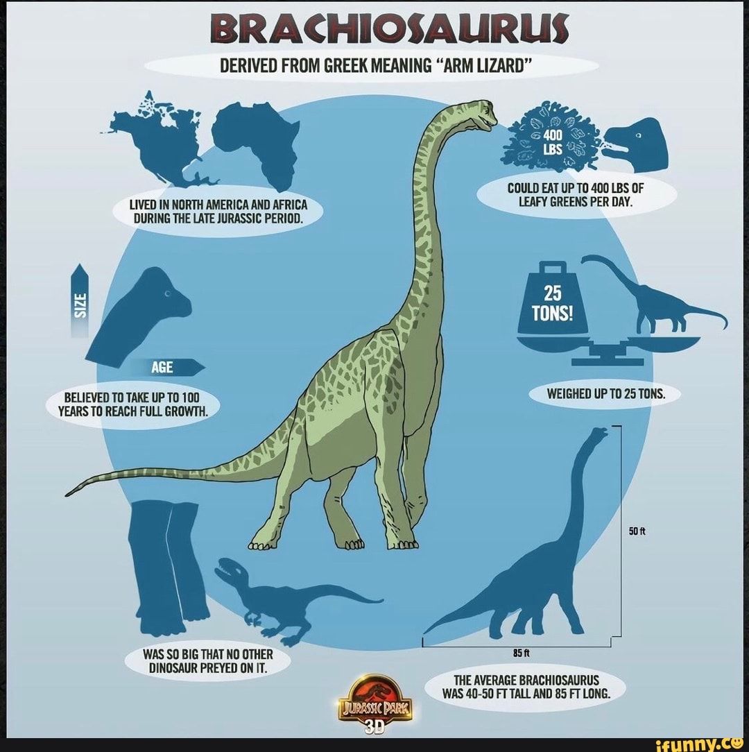 BRACHIOSAURLS
DERIVED FROM GREEK MEANING "ARM LIZARD"
COULD EAT UP TO 400 LBS OF LIVED IN NORTH AMERICA AND AFRICA LEAFY GREENS PER DAY.
TONS!
DURING THE LATE JURASSIC PERIOD.
BELIEVED TO TAKE UP TO 100 WEIGHED UP TO 25 TONS.
YEARS TO REACH FULL GROWTH.
7 I WAS SO BIG THAT NO OTHER DINOSAUR PREYED ON IT.
THE AVERAGE BRACHIOSAURUS
WAS 40-50 FT TALL AND 85 FT LONG.