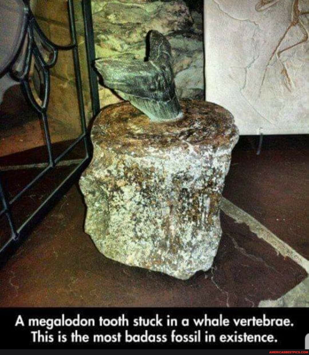 A megalodon tooth stuck in a whale vertebrae.
This is the most badass fossil in existence.