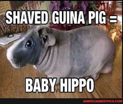 SHAVED GUINA PIG
BABY HIPPO