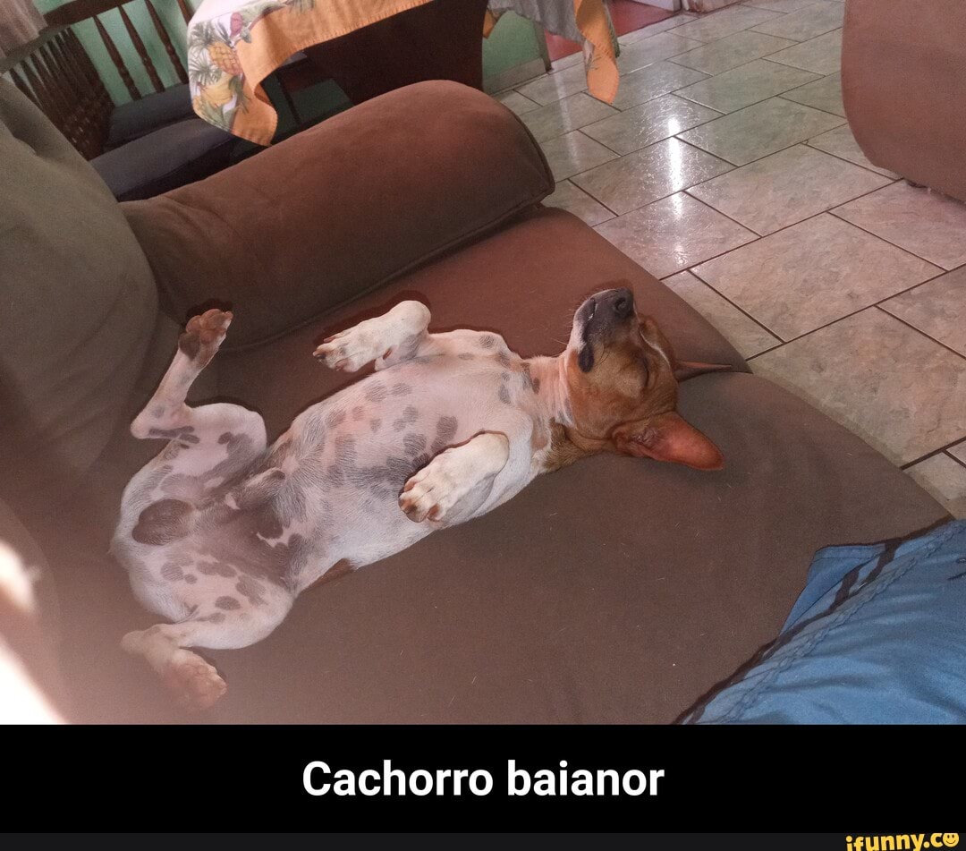 Cachorro baianor - Cachorro baianor