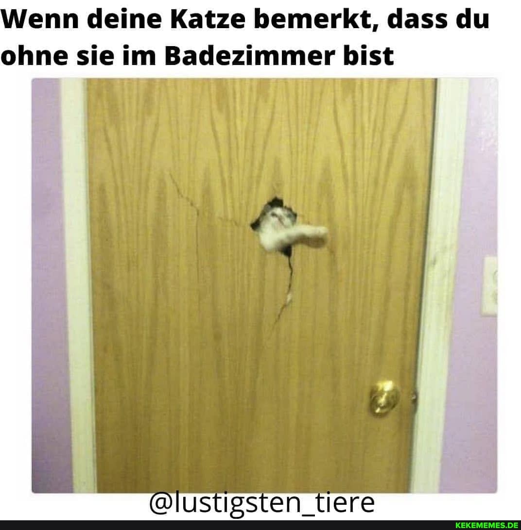 Wenn deine Katze bemerkt, dass du ohne sie im Badezimmer bist
Tara