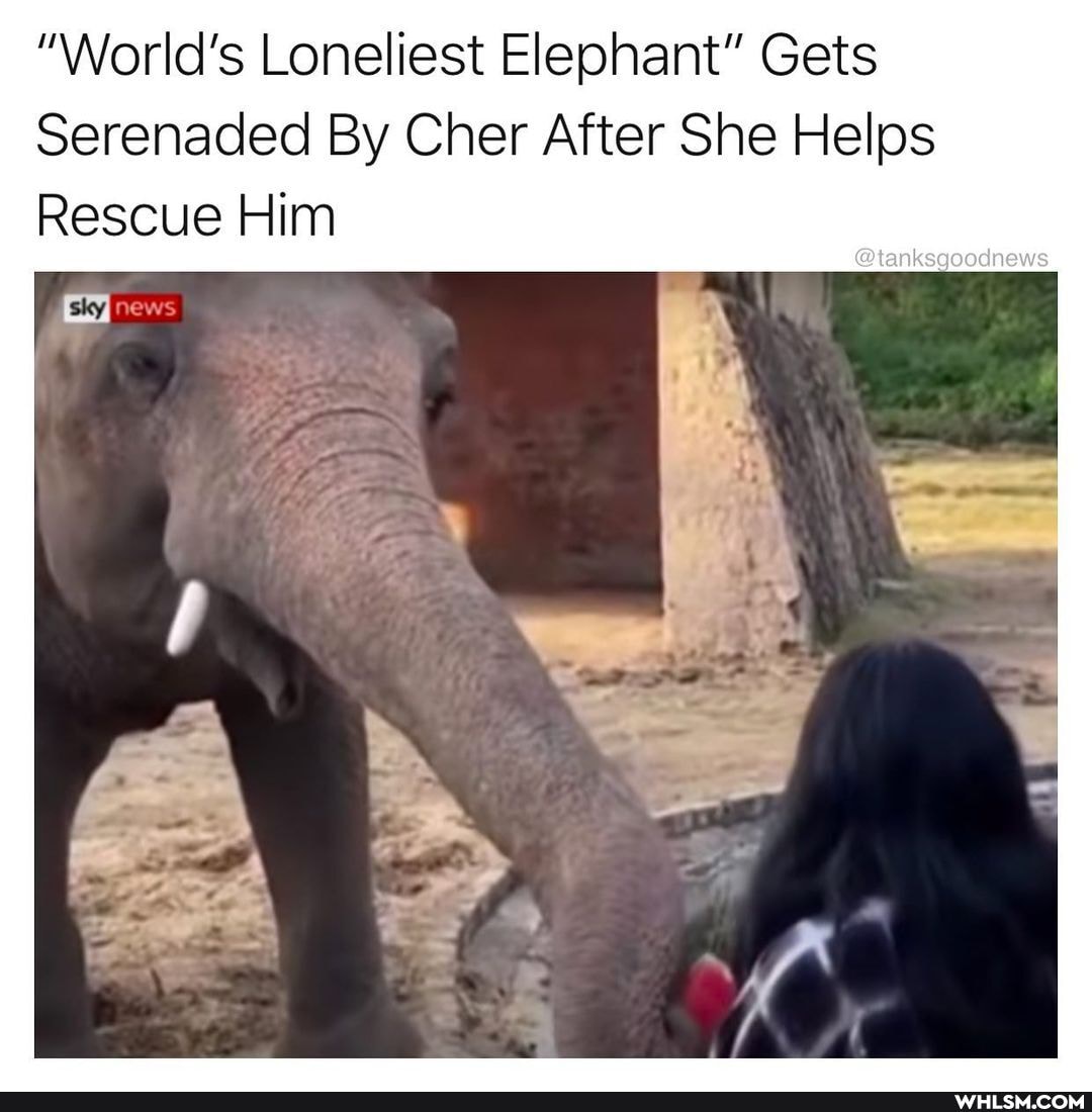 "World's Loneliest Elephant" Gets
Serenaded By Cher After She Helps
Rescue Him
news
@tanksgoodnews