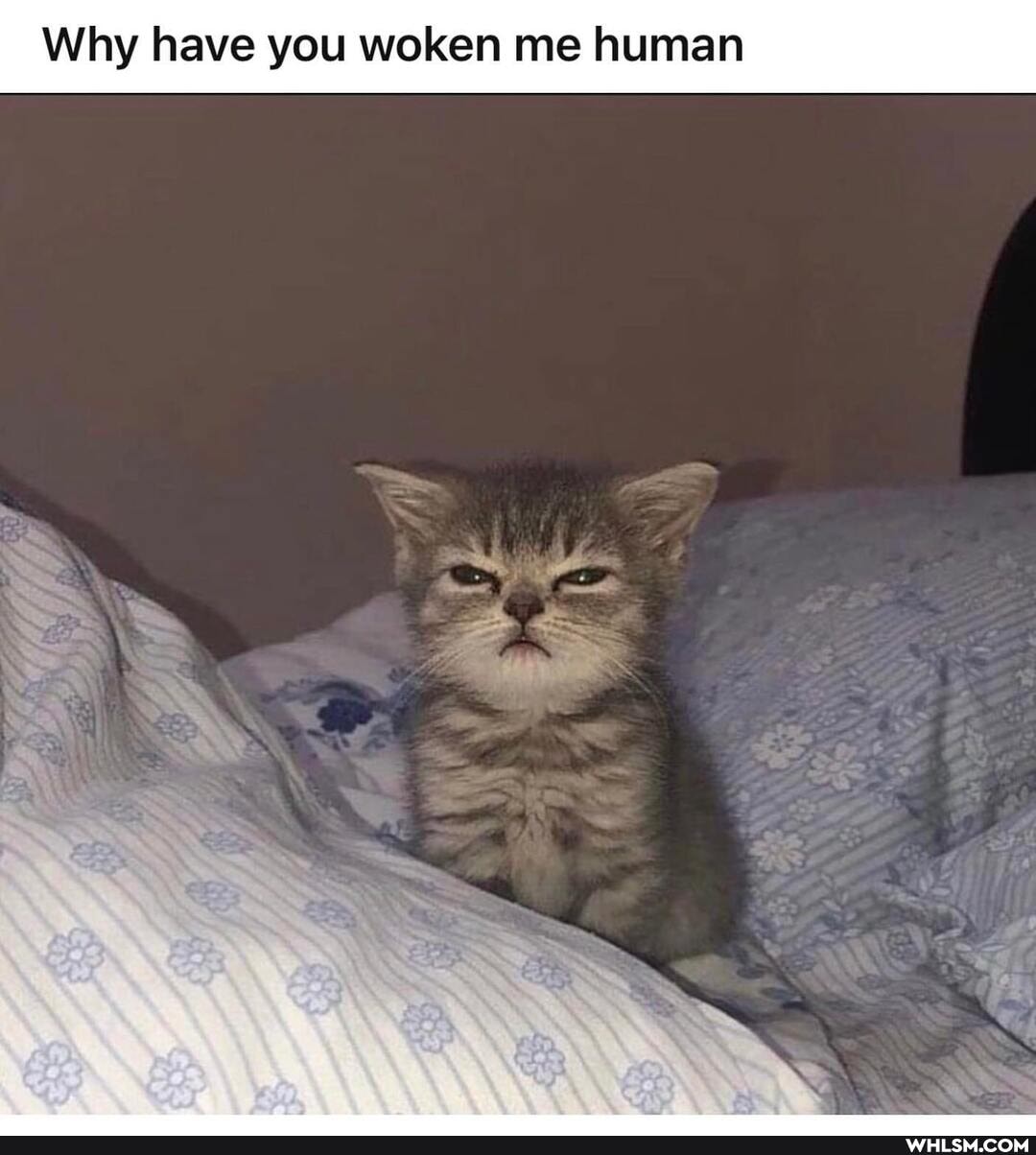 Why have you woken me human
SS