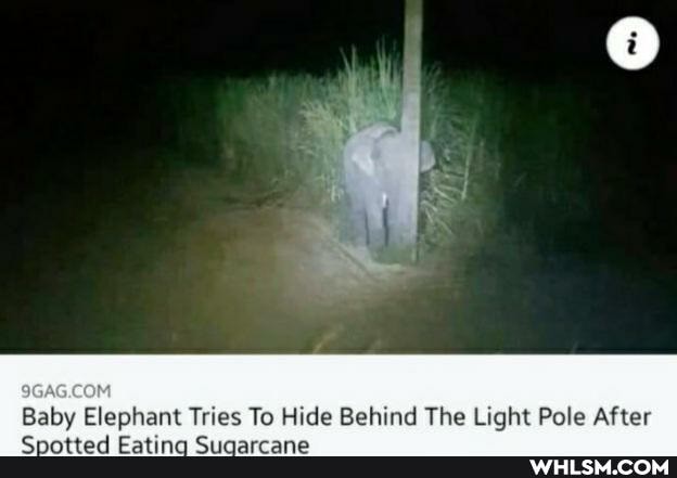 Baby Elephant Tries To Hide Behind The Light Pole After
