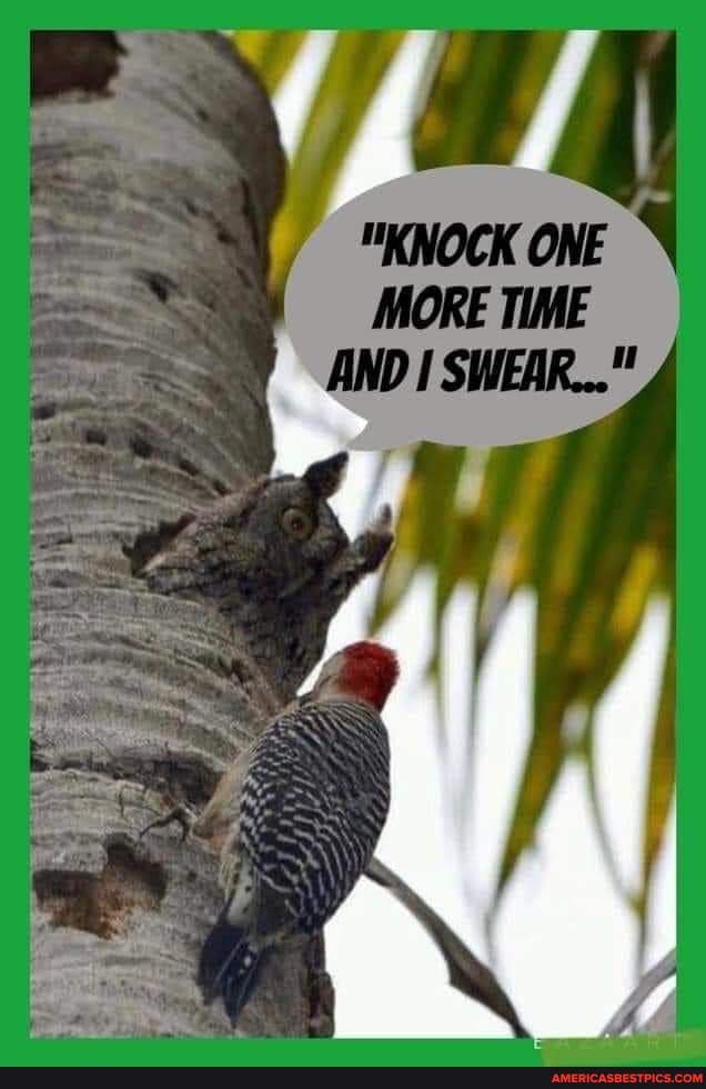 "KNOCK ONE
if
if
MORE TIME
AND SWEAR..."
